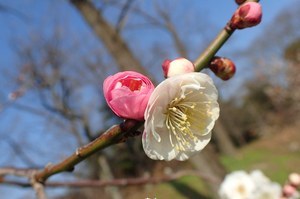 Beautiful plum blossoms in full bloom<br />at the Botanical Garden