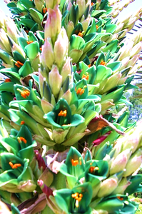 プヤ・アルペストリスの花