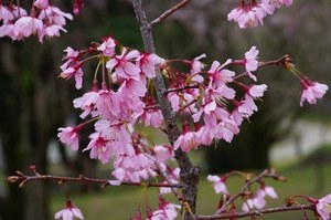 美しく咲く与謝野晶子桜